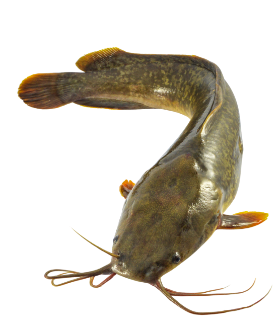 Frozen Whole Catfish – 500 – 800 (2.5kg)