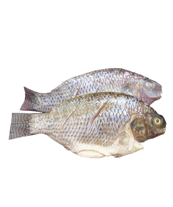 Whole Tilapia descaled & gutted 800 – 2.5kg